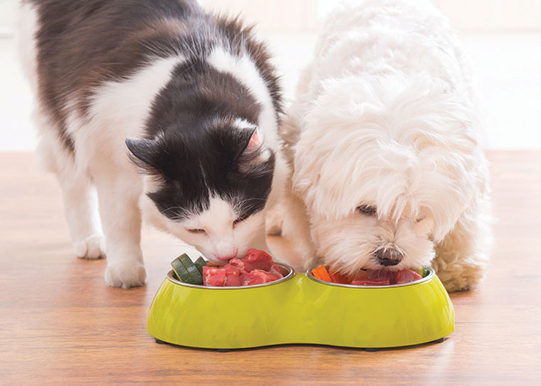 Maltese dog and black and white cat eating natural, organic food from a bowl at home