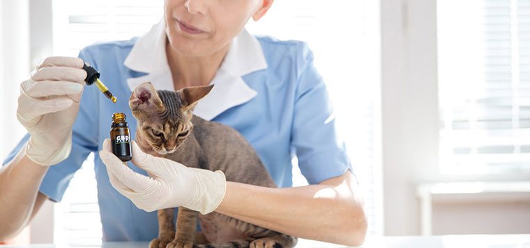 Veterinarian giving drops of CBD oil to a cat