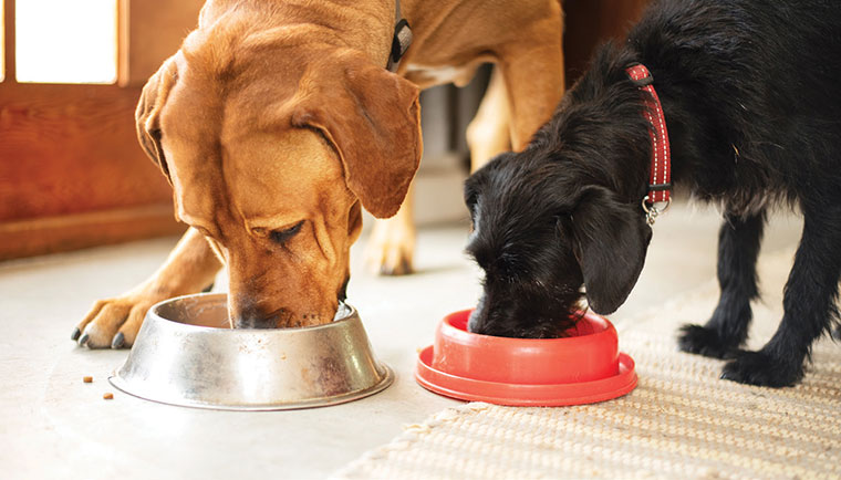 Two dogs eating from separate bowls