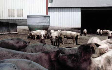 Swine facility