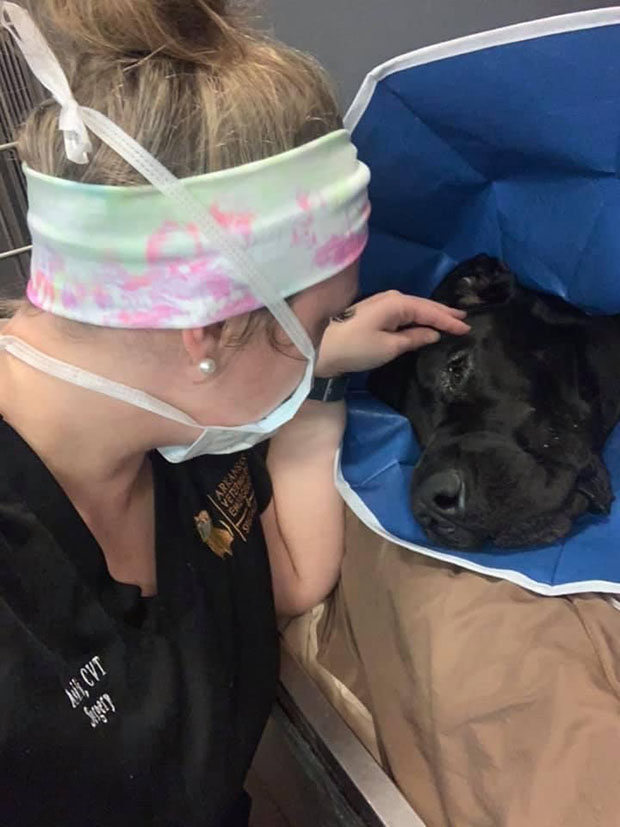 NAVTA President Ashli Selke working with a canine patient