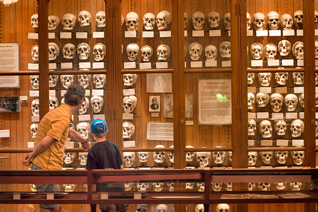 Skulls displayed at Mütter Museum