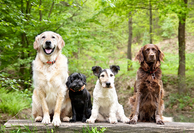 Four dogs of different breeds sitting on a bench in the woods