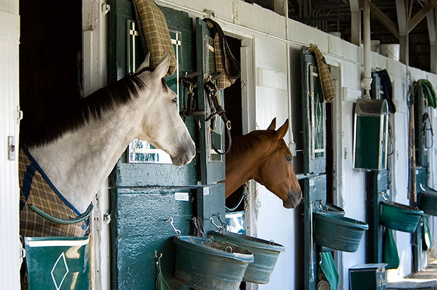 Two racehorses in their stalls between races
