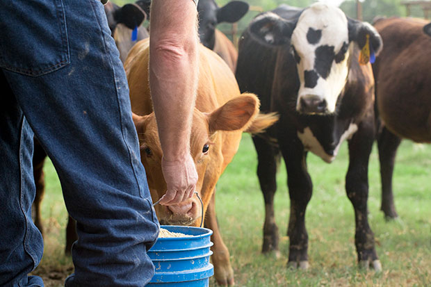 Farmer feeding his baby cows from a blue bucket