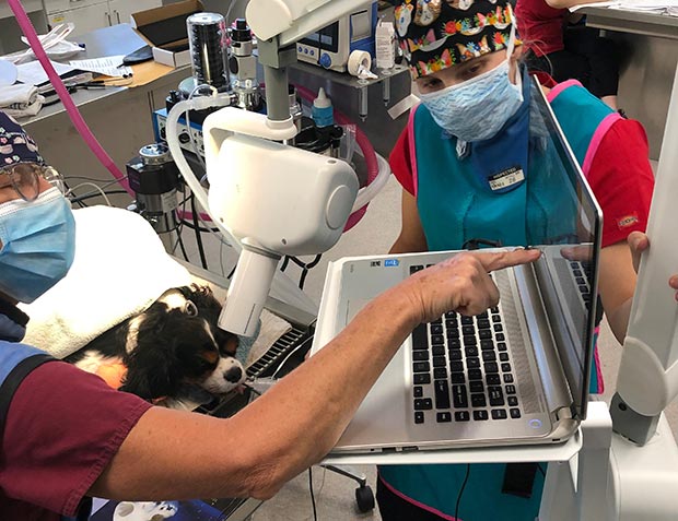 An inside look at accreditation of veterinary technology programs