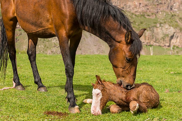 Mare and newborn foal