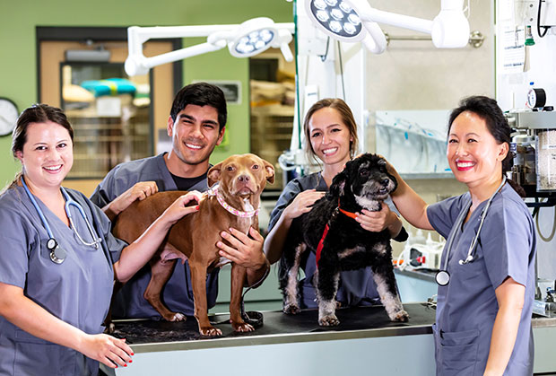 Diverse veterinary team with two dogs