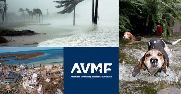 Hurricane aftermath photos and AVMF logo