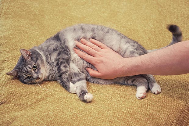 A man hand strokes a cat on a sore stomach.