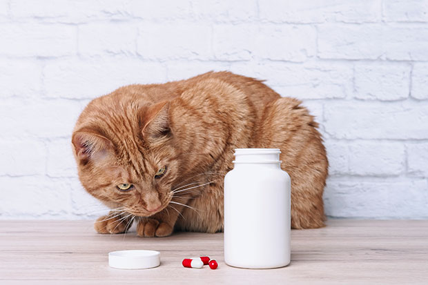 Orange tabby cat looking at medicine capsules beside a open pill bottle