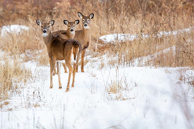 Alert white-tailed deer in a Wisconsin snow-covered field