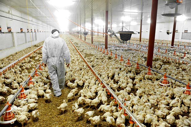 Large-scale poultry facility