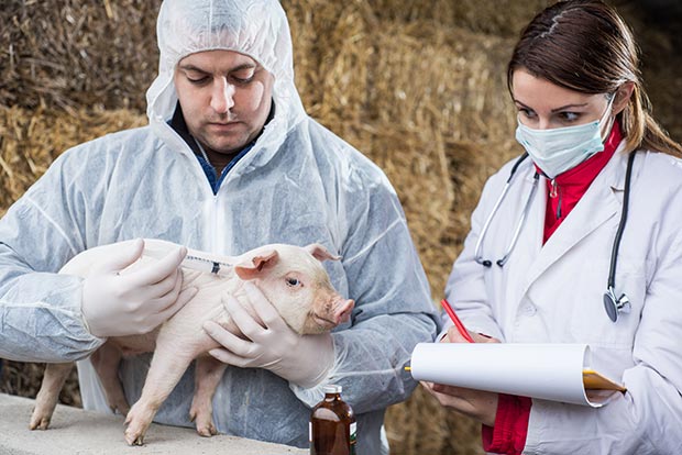 Veterinary technician vaccinating a pig while veterinarian records data