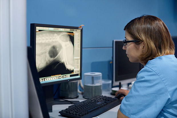 Veterinary professional examining X-ray of dog on computer at desk