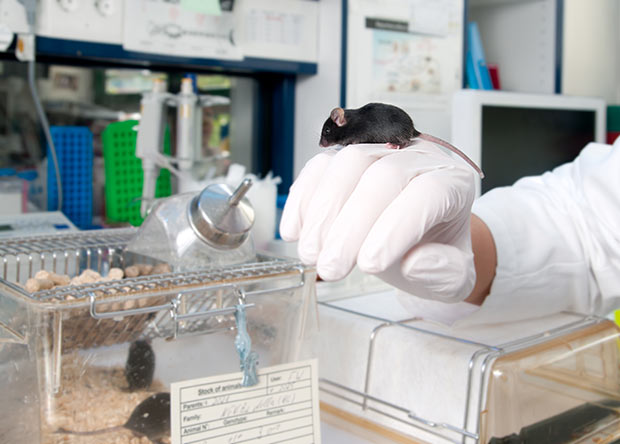 Transgenic mouse on the gloved hand of a scientist in a modern laboratory