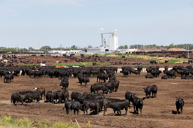 Big herd of cattle in an outdoor feedlot