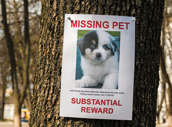 Missing pet flyer posted on a tree trunk