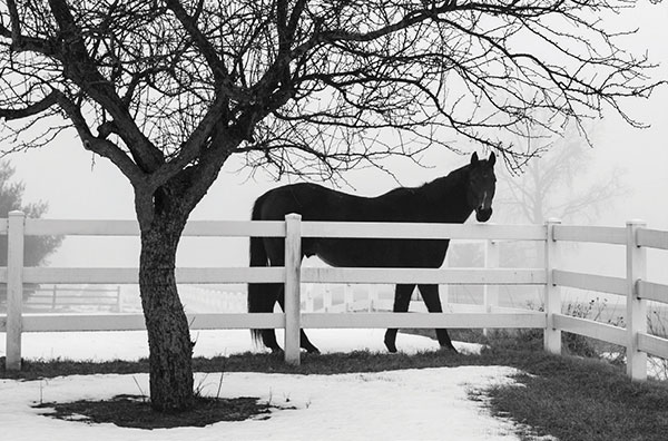 Horse behind a white fence