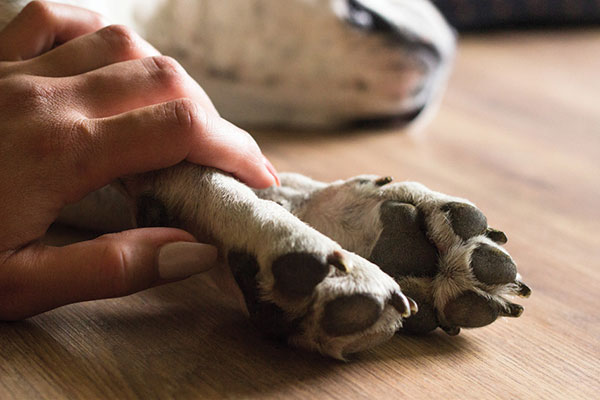 Pet owner's hand caressing the paw of a recumbent dog