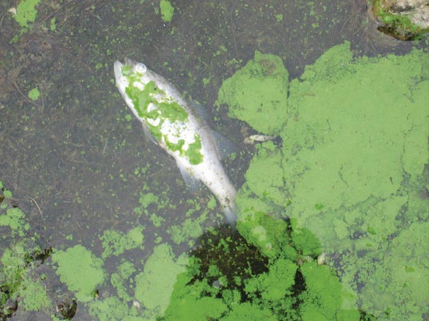 A dead fish floating in an algal bloom