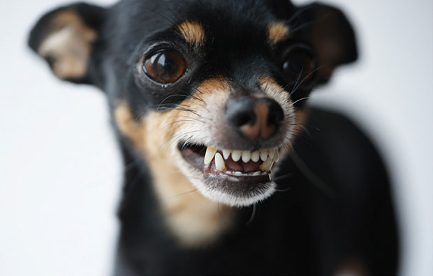 Angry little black dog of toy terrier breed
