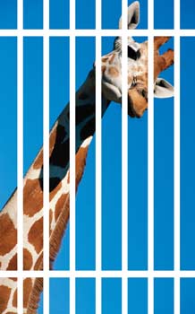 Is it ethical to keep animals in zoos? | American Veterinary Medical  Association