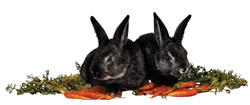 Illustration: Two rabbits
