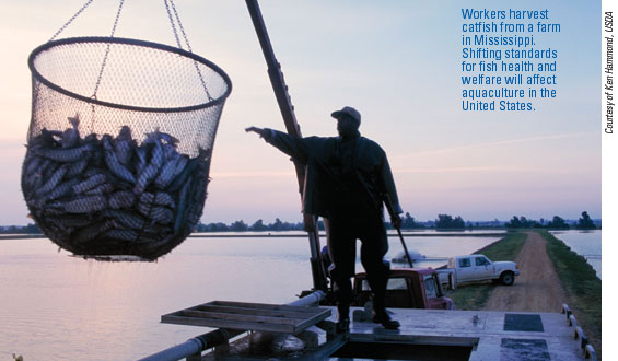 Workers harvest catfish from a farm in Mississippi. Shifting standards for fish health and welfare will affect aquaculture in the United States.
