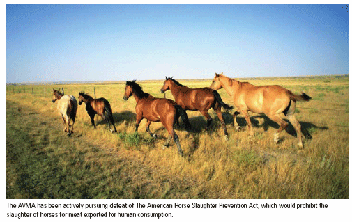 Herd of horses roaming a pasture