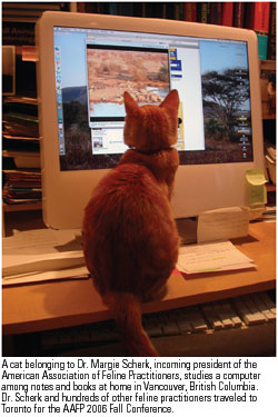 Cat sitting on a desk looking at a computer monitor