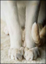 A cat's front paws