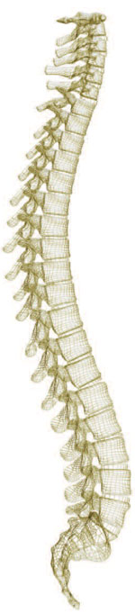 Illustration: Human spinal column