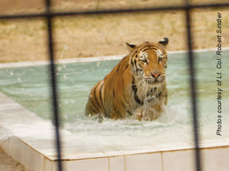 Baghdad Zoo tiger