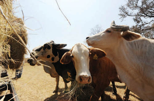 Displaced cattle on Bolivar Peninsula