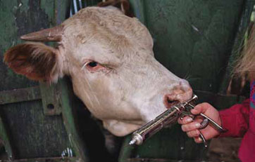 Cow in a squeeze chute with veterinarian ready to administer a drug