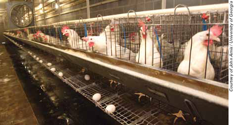 Egg production facility