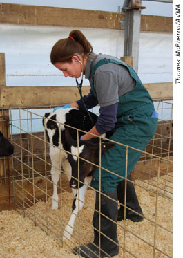 Veterinarian examining a dairy calf