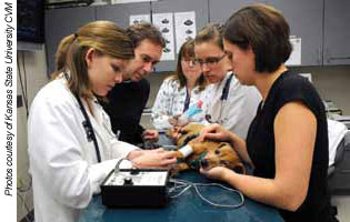 Students measure blood pressure in a Dachshund