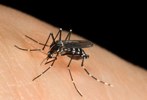 Mosquito on a human arm