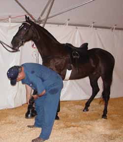 A USDA inspector palpates a Tennessee Walking Horse before a competition to check for signs of soring