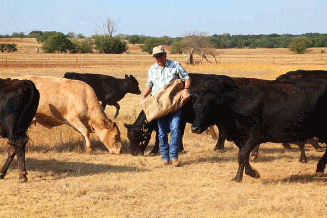 Man feeding a herd of cattle