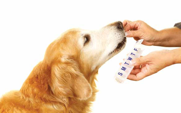 Dog receiving medication