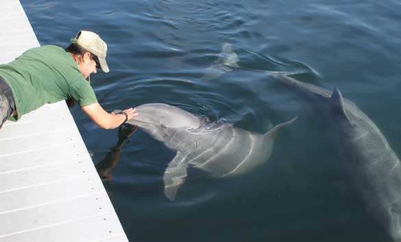 Trainer interacting with dolphins