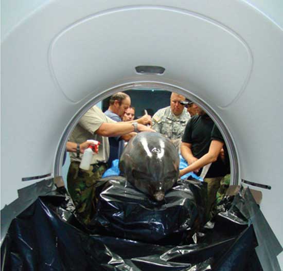 A dolphin undergoes a CT scan