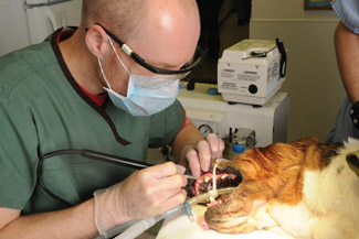 Dental procedure being performed
