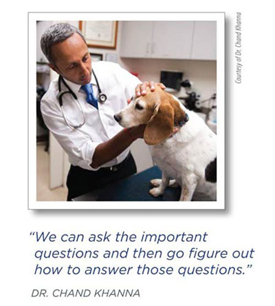 Dr. Chand Khanna and canine patient