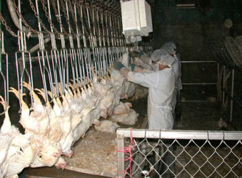 Poultry slaughter plant