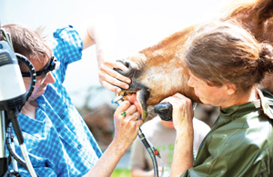 Veterinarian examining a horse's teeth