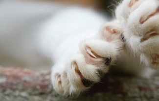 Cat's paw
